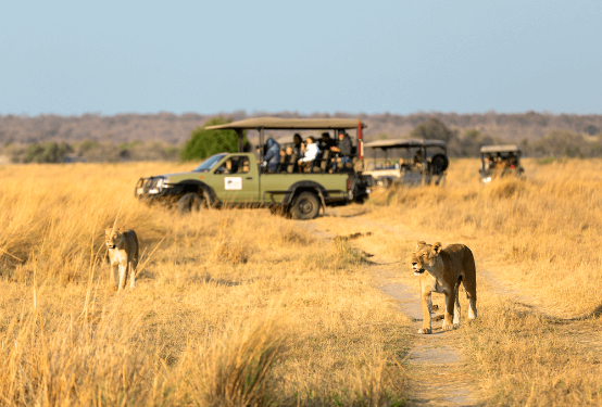 Lionesse walk along the road against the background of a car wit