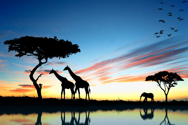 The Best Place For African Safari Adventures
