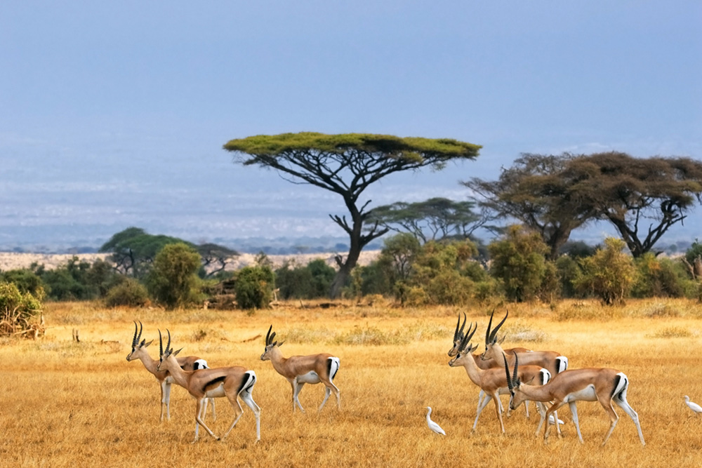 How To Choose An African Safari For The Best Experience