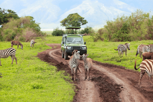The Ultimate African Safari Safety Guide